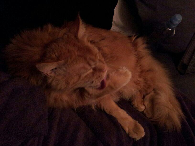 mainecoon-merlin